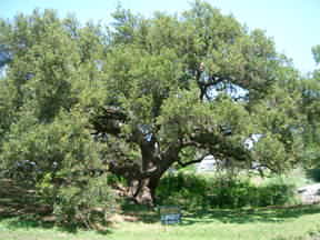 Byar's Live Oak - One of the Largest in Blanco County